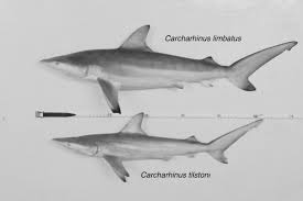 Image result for Carcharhinus limbatus