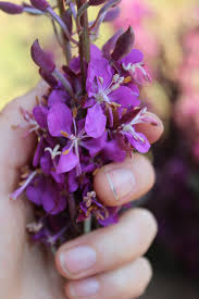 Attēlu rezultāti vaicājumam “Epilobium angustifolium flower”
