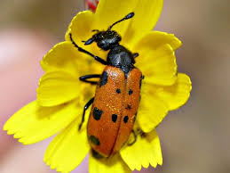 Attēlu rezultāti vaicājumam “Tetratoma ancora”