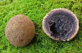 Attēlu rezultāti vaicājumam “Ascomycota”