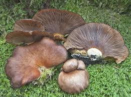 Attēlu rezultāti vaicājumam “Panellus serotinus”