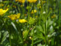 Attēlu rezultāti vaicājumam “Ranunculus repens leaf”