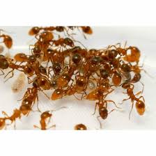 Attēlu rezultāti vaicājumam “Myrmica rubra”
