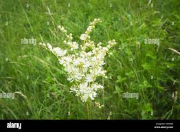Image result for Filipendula vulgaris