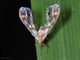 Attēlu rezultāti vaicājumam “Trioza dispar nymph”