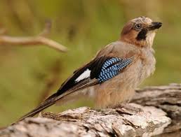 Attēlu rezultāti vaicājumam “Garrulus glandarius”