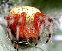 Attēlu rezultāti vaicājumam “Araneus marmoreus”