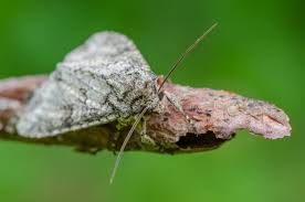 Attēlu rezultāti vaicājumam “Polia nebulosa”