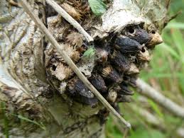 Attēlu rezultāti vaicājumam “Andricus quercuscorticis”