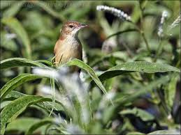 Image result for Acrocephalus aedon