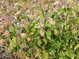 Attēlu rezultāti vaicājumam “Trifolium hybridum”