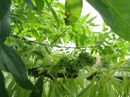 Attēlu rezultāti vaicājumam “Fraxinus pennsylvanica female flower”