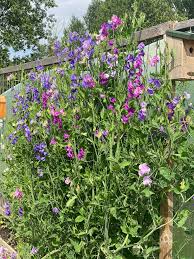 Image result for Lathyrus odoratus