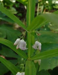 Attēlu rezultāti vaicājumam “Polygonatum verticillatum leaf”