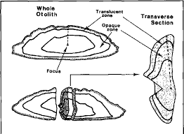 Image result for Platycephalus speculator