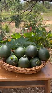 Attēlu rezultāti vaicājumam “Cucurbita pepo fruit”