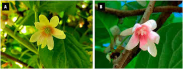 Attēlu rezultāti vaicājumam “Schisandra chinensis flower”