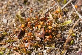 Attēlu rezultāti vaicājumam “Physcomitrium pyriforme”