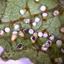 Attēlu rezultāti vaicājumam “Physarum murinum spores”