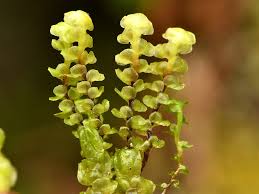 Attēlu rezultāti vaicājumam “Scapania undulata”