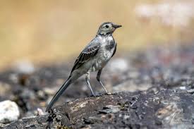 Attēlu rezultāti vaicājumam “Motacilla alba juvenile”