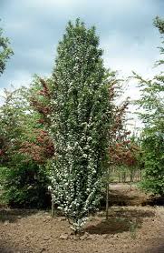 Attēlu rezultāti vaicājumam “Crataegus monogyna”