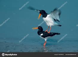 Attēlu rezultāti vaicājumam “Haematopus ostralegus adult”