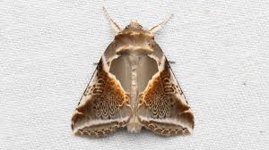 Attēlu rezultāti vaicājumam “Drepanidae”