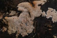 Attēlu rezultāti vaicājumam “Elmerina caryae”