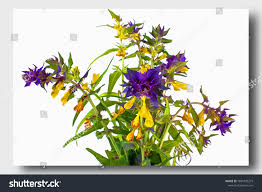 Attēlu rezultāti vaicājumam “Melampyrum nemorosum flower”