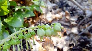 Attēlu rezultāti vaicājumam “Orthilia secunda fruit”
