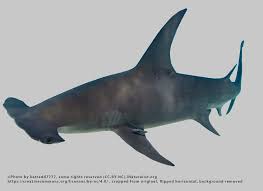 Image result for Sphyrna zygaena