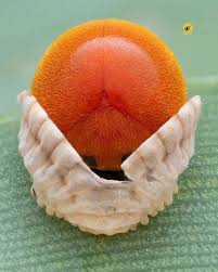 Attēlu rezultāti vaicājumam “Licea pusilla macro”