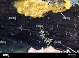 Attēlu rezultāti vaicājumam “Oligonema favogineum”