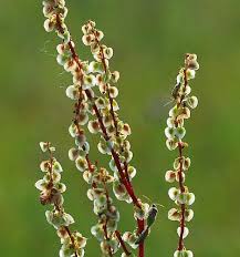 Attēlu rezultāti vaicājumam “Rumex acetosa fruit”