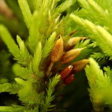 Attēlu rezultāti vaicājumam “Abietinella abietina var. hystricosa”