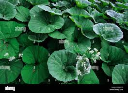 Image result for Petasites officinalis