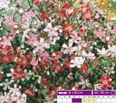 Image result for Gypsophila elegans