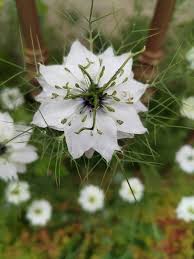Image result for Nigella damascena
