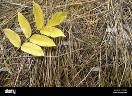 Attēlu rezultāti vaicājumam “Juglans mandshurica leaf”