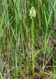 Attēlu rezultāti vaicājumam “Dactylorhiza ochroleuca flower”