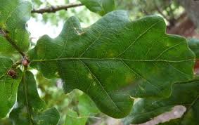 Attēlu rezultāti vaicājumam “Quercus robur leaf”