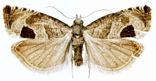 Attēlu rezultāti vaicājumam “Notocelia uddmanniana”