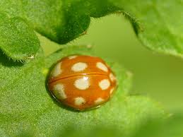 Attēlu rezultāti vaicājumam “Calvia decemguttata imago”