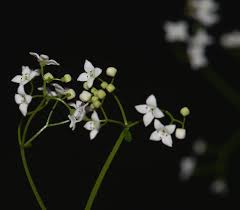 Attēlu rezultāti vaicājumam “Galium elongatum”