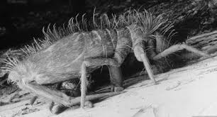 Attēlu rezultāti vaicājumam “Collembola”