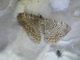 Attēlu rezultāti vaicājumam “Hydria undulata”