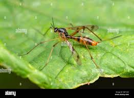 Attēlu rezultāti vaicājumam “Ptychoptera sp. female”