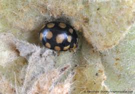 Attēlu rezultāti vaicājumam “Coccinula quatuordecimpustulata”