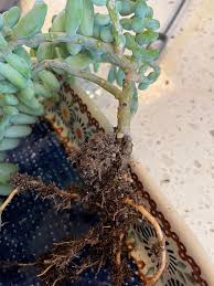 Image result for root-tail